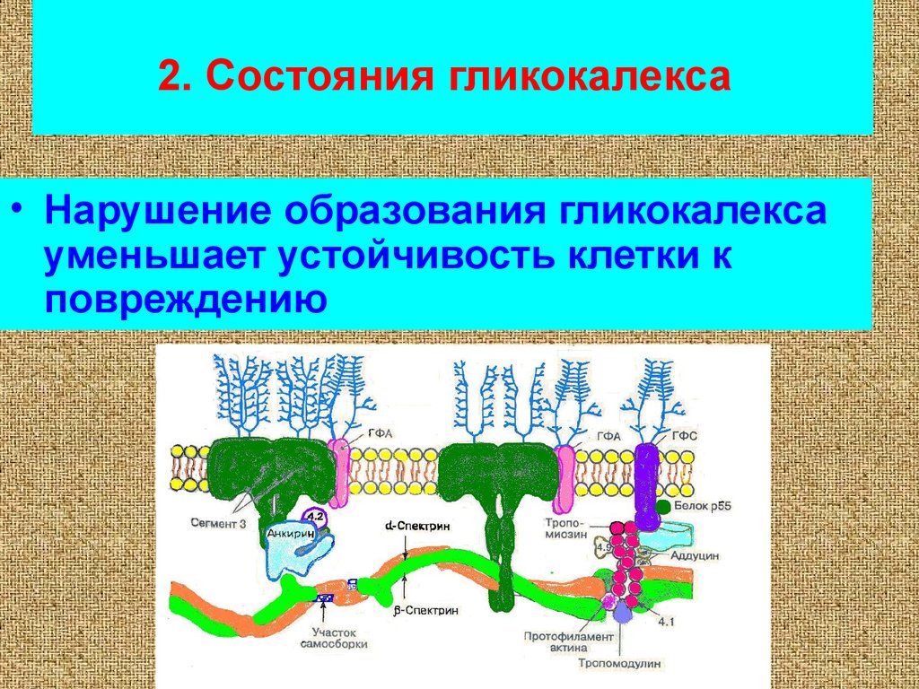 Повреждение клетки патофизиология презентация