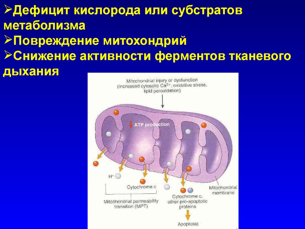 Повреждение клетки патофизиология презентация