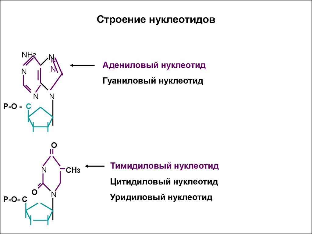 Тимидиловый нуклеотид. Строение адениловых нуклеотидов. Строение урацилового нуклеотида. Строение тимидилового нуклеотида. Адениловый нуклеотид схема.