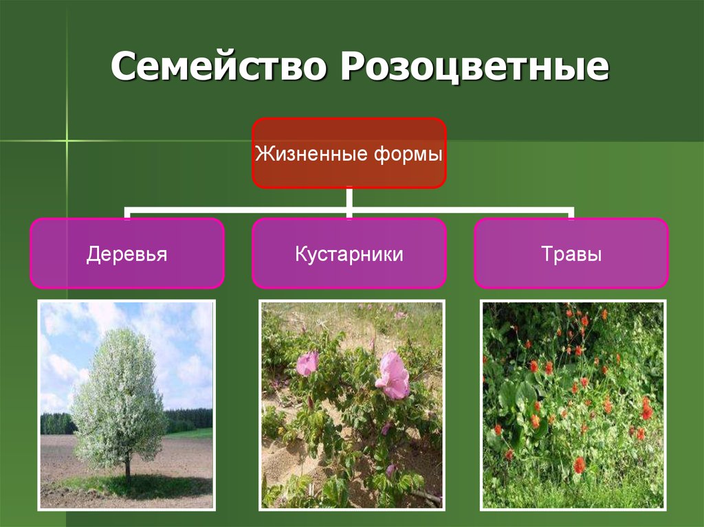 Семейство розоцветные. Розоцветные кустарники деревья травы. Травы семейство растений розоцветных. Семейство Розоцветные дикорастущие растения. Семейства розоцветных дикорастущие.