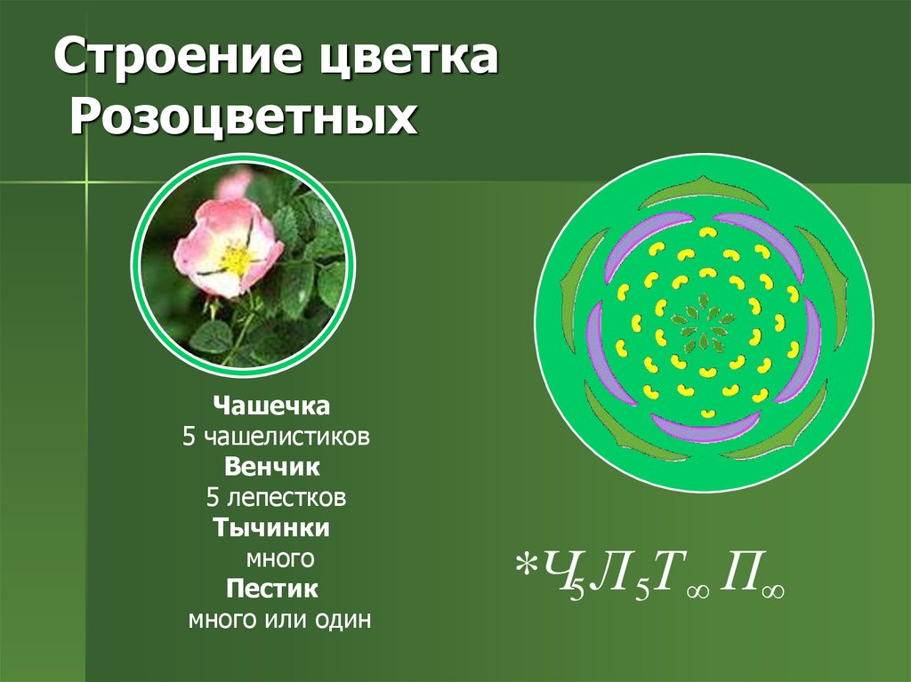 Цветок розоцветных растений. Розоцветные растения формула цветка. Строение растений семейства розоцветных. Строение цветка розоцветных формула. Формула цветка растений семейства Розоцветные.