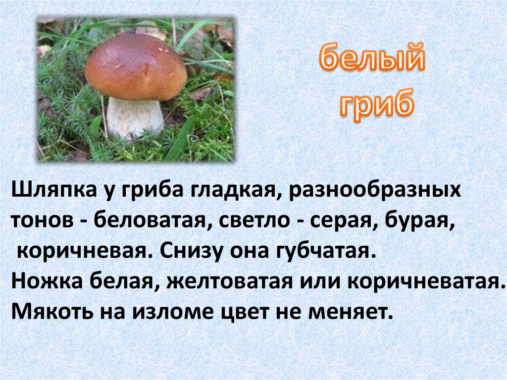 Установить к грибам. Боровик гриб шляпка снизу. Какая ножка у белого гриба. Цвет шляпки белого гриба. Белый гриб съедобный или несъедобный.