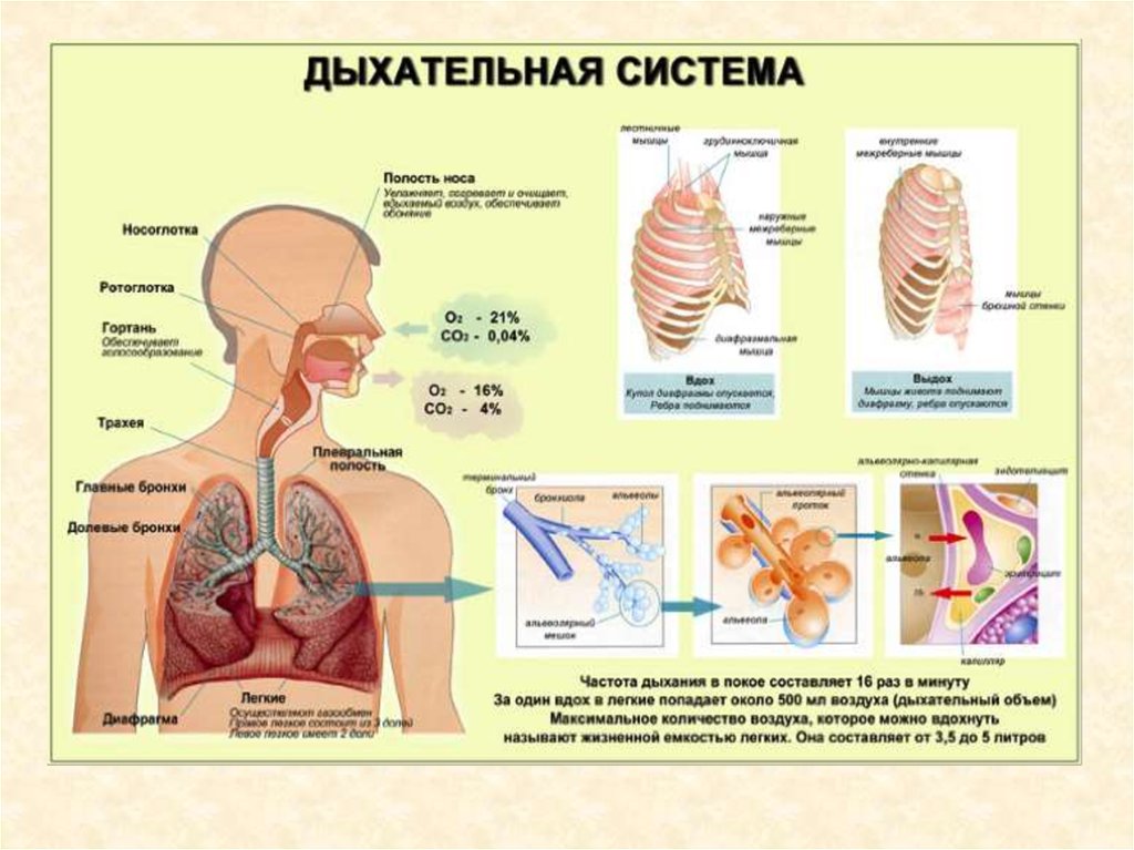 Презентация дыхательная система человека 8 класс биология