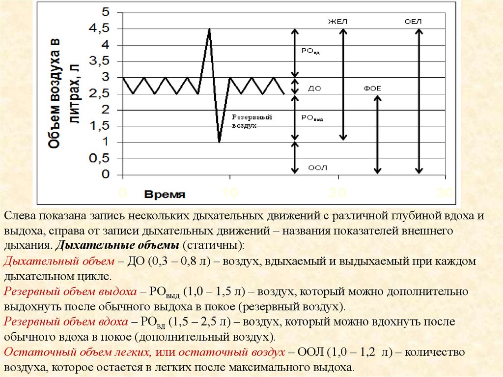 Емкость максимального выдоха