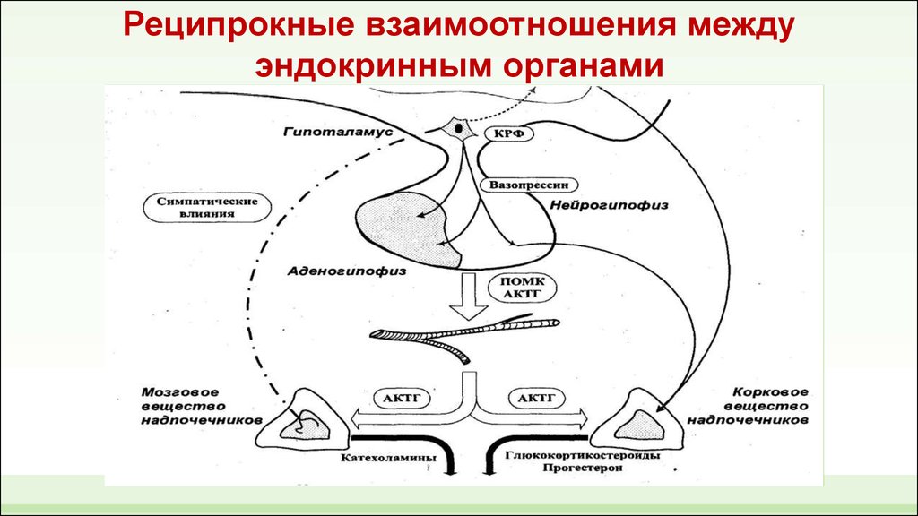 Филогенез эндокринной системы презентация