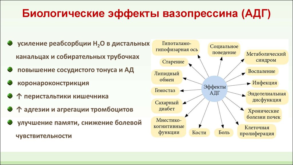 Каков эффект. Основные функции вазопрессина. Вазопрессин физиологические функции. Вазопрессин биологические эффекты. Вазопрессин физиологический эффект.