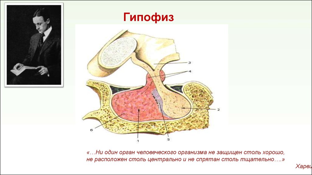 Презентация патология эндокринной системы