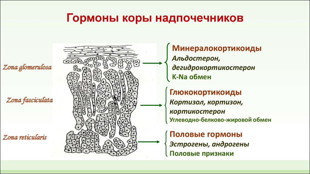 Гормоны надпочечников картинка