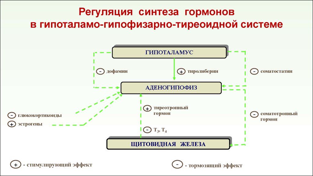 Схема тиреоидной оси