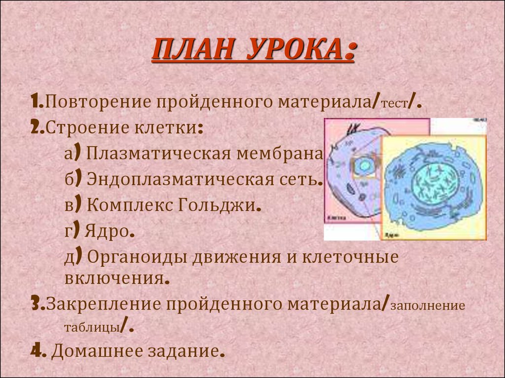 Тест 8 строение. Строение клетки план урока. Строение органоида ядро. Органоиды клетки ядро. Тест органоиды клетки.