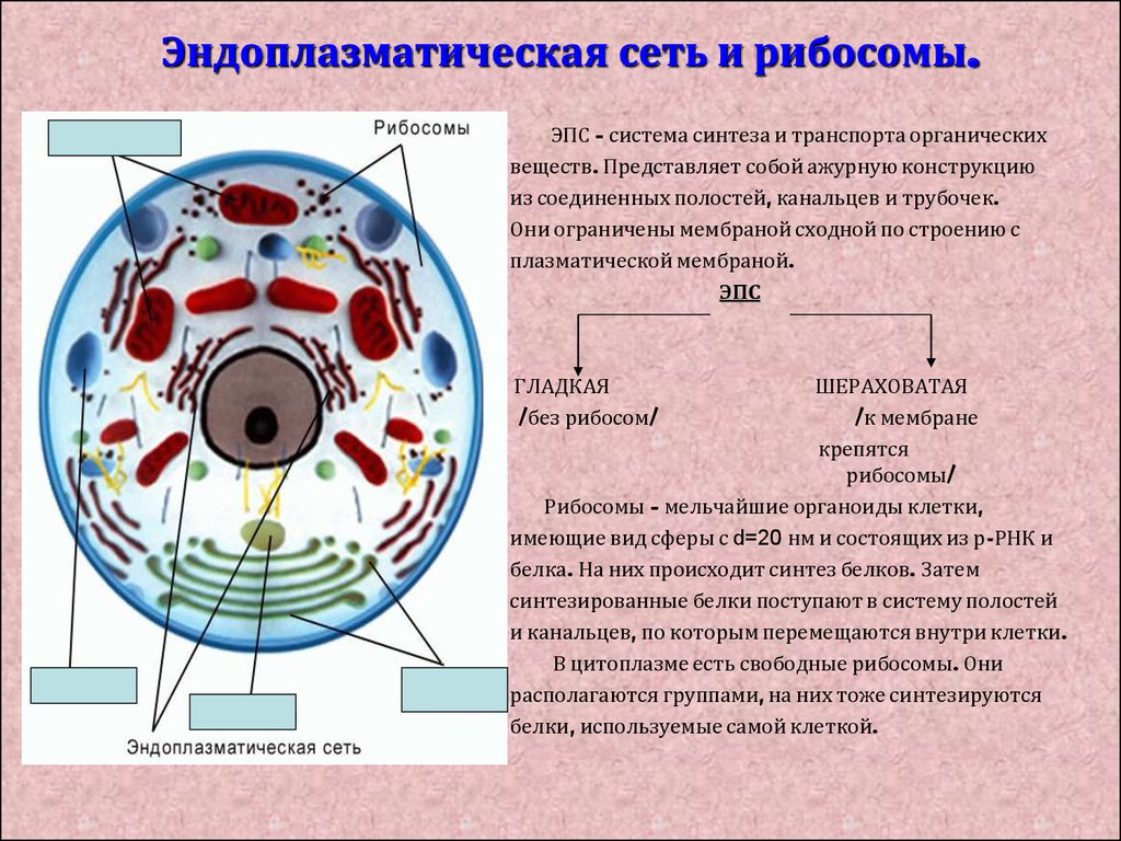 В какой клетке находится цитоплазма
