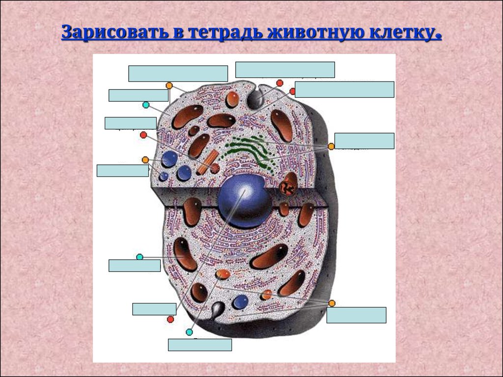 На рисунке представлена клетка. Зарисовать животную клетку. Зарисуйте клетку. Строение клетки 8 класс биология. Клетка эукариот человека.