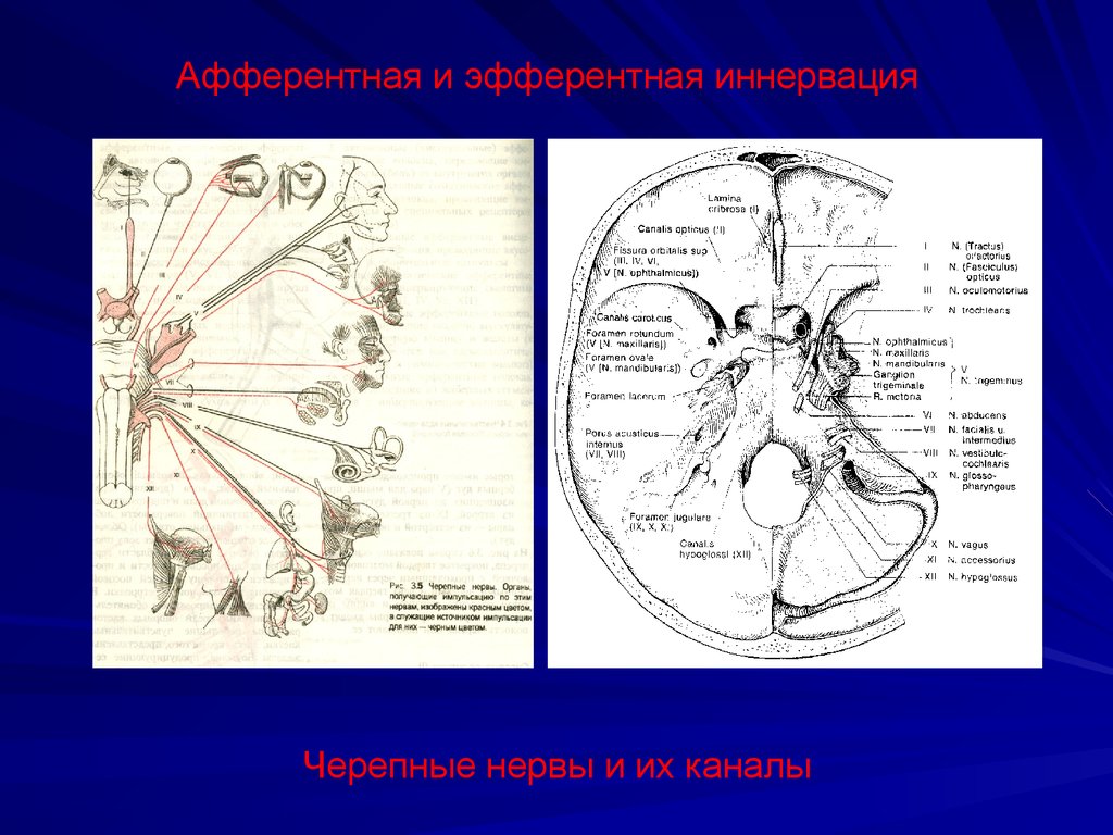 Нервные узлы черепных нервов. Черепные нервы афферентные эфферентные. Иннервация мозговых нервов. Афферентная и Эфферентная иннервация. Черепные нервы схема иннервации.