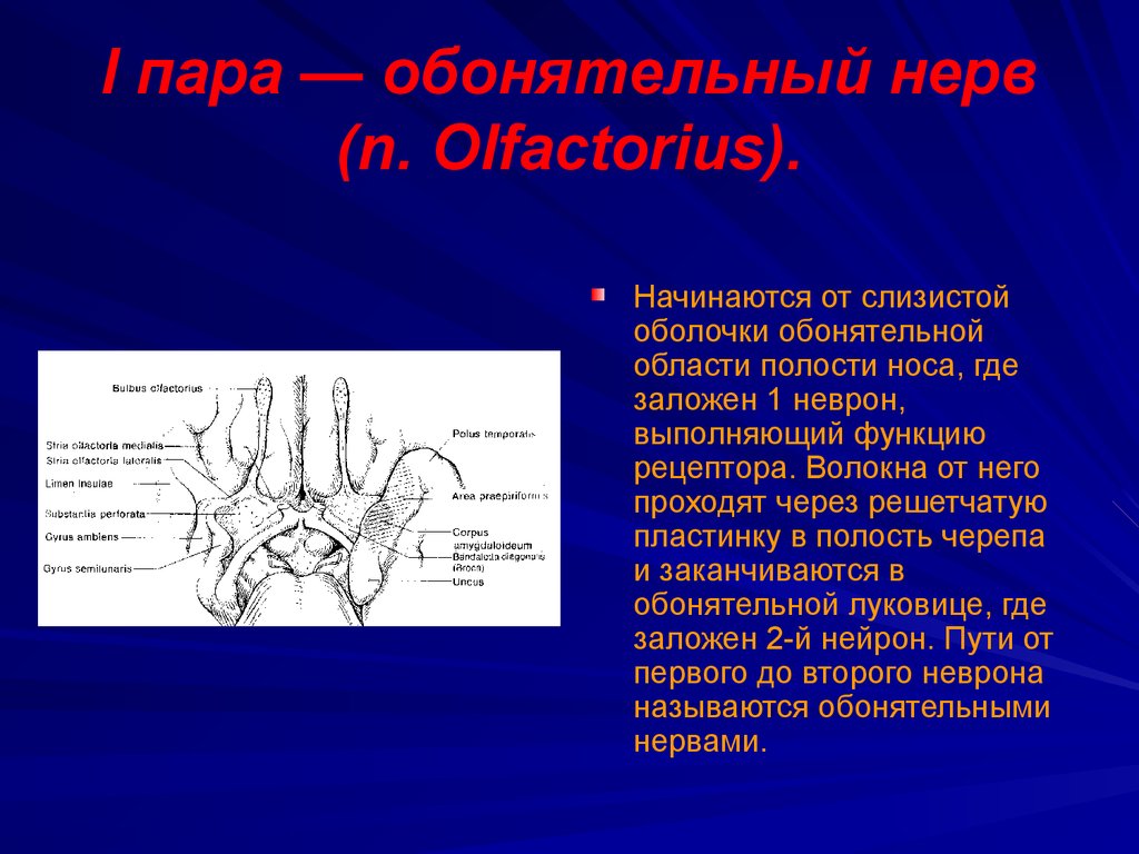 1 пара обонятельный нерв схема