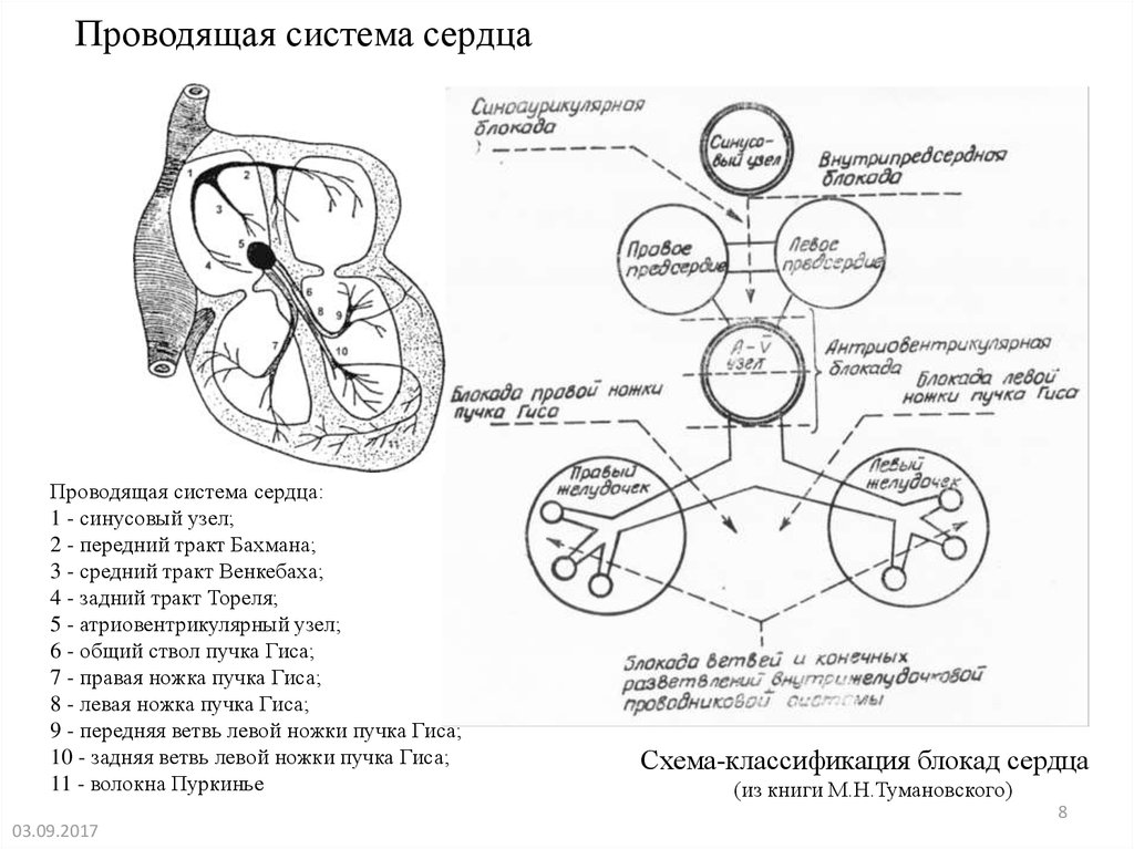 Проводящие пути сердца схема