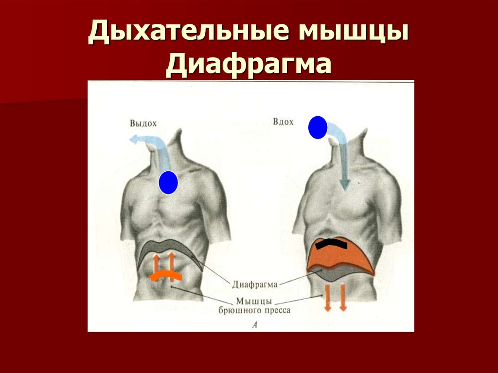 Дыхательная мышца диафрагма на рисунке