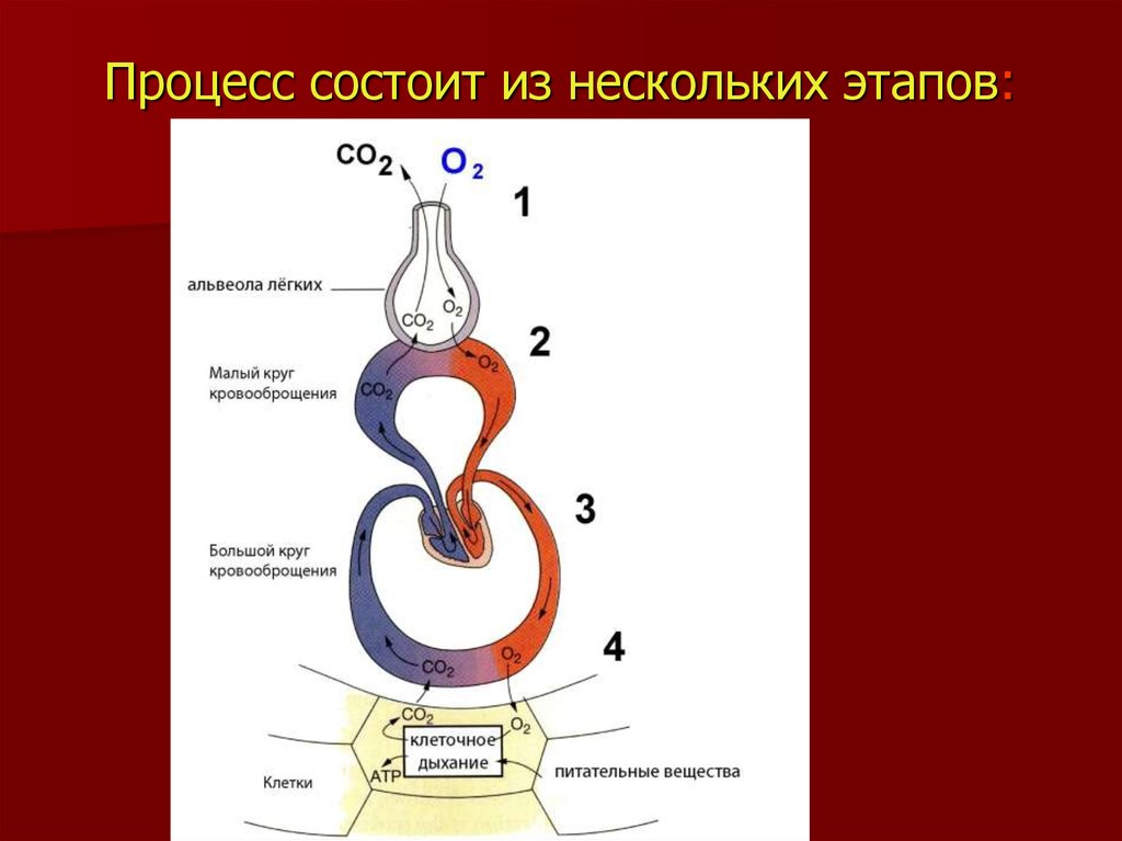 Процесс дыхание простейших. Этапы процесса дыхания. Физиология дыхания. Дыхательная система ящерицы. Из каких этапов состоит процесс дыхания.