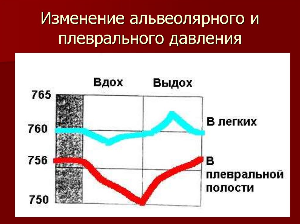 Выдох давление в легких