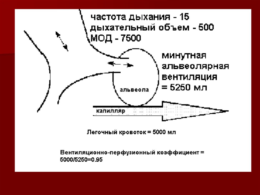 Минутный объем дыхания. Альвеолярная вентиляция легких физиология. Альвеолярная вентиляция легких норма. Альвеолярная вентиляция физиология. Вентиляция альвеол физиология.