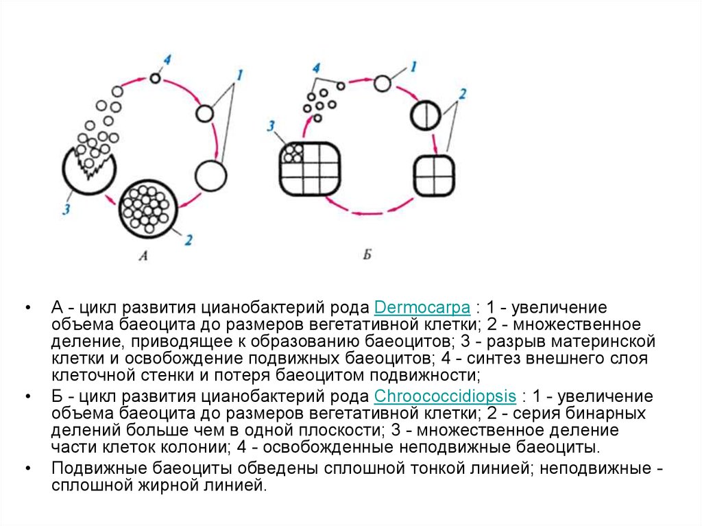 Увеличение цикла. Жизненный цикл цианобактерий схема. Схема жизненного цикла цианобактерии. Размножение цианобактерий схема. Вегетативное размножение цианобактерий.