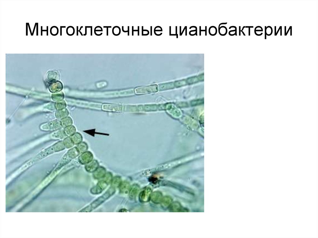 Появление фотосинтеза появление прокариот появление многоклеточных водорослей. Многоклеточные цианобактерии. Цианобактерии одноклеточные или многоклеточные. Одноклеточные и многоклеточные бактерии. Многоклеточные организмы бактерии.