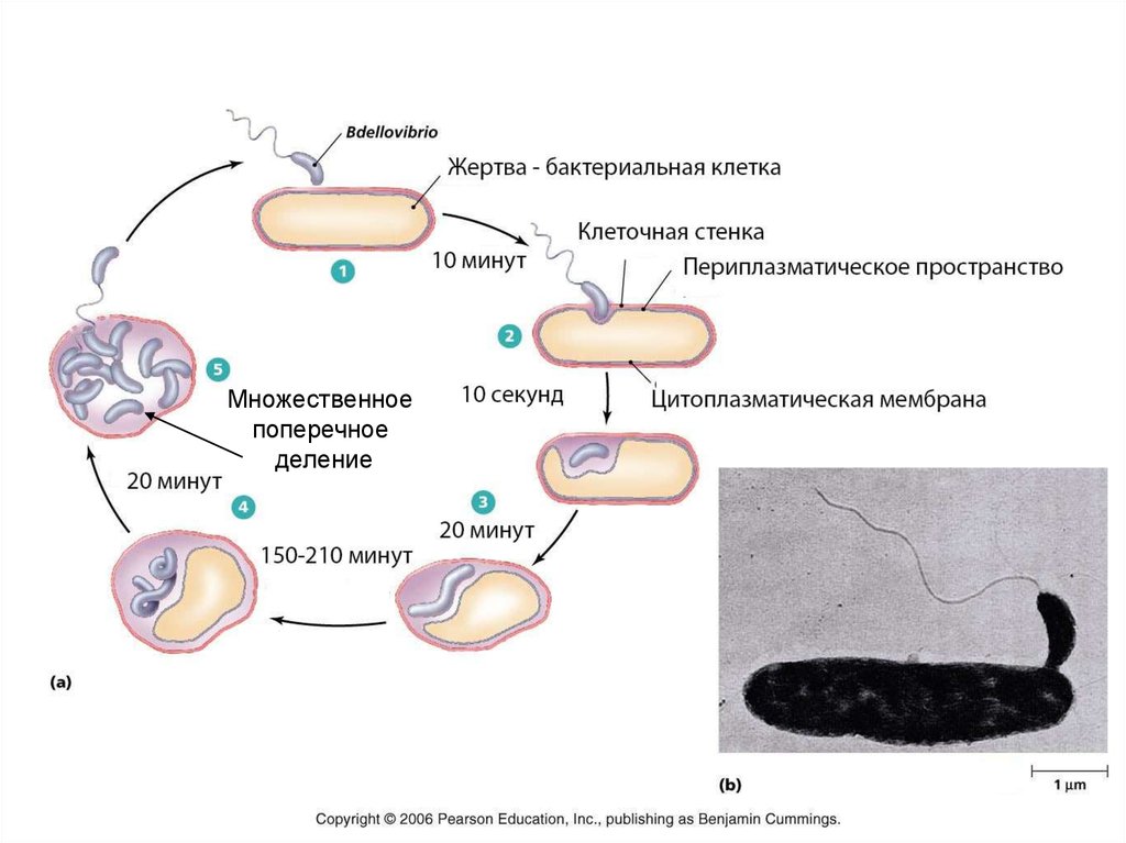 Цикл бактерии. Жизненный цикл бактерий схема. Клеточного цикла у микроорганизмов. Цикл развития бактерий. Способы деления бактериальной клетки.