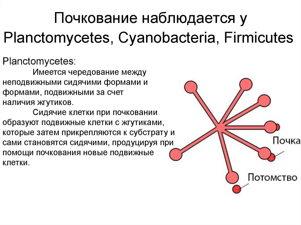 Клеточные циклы бактерий