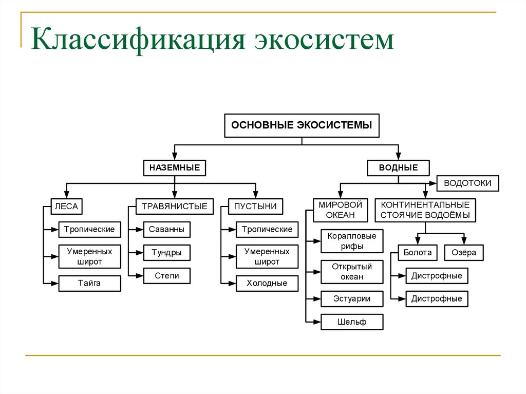 Схема общей структуры экосистем