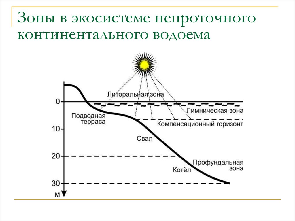 Презентация популяция в экосистеме 11 класс беляев