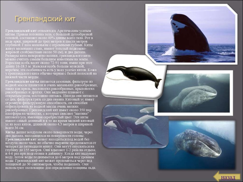 Где живет кит 1 класс ответ. Гренландский кит сообщение для 4. Гренландский кит долгожитель. Животные Арктики Гренландский кит. Гренландский кит красная книга.