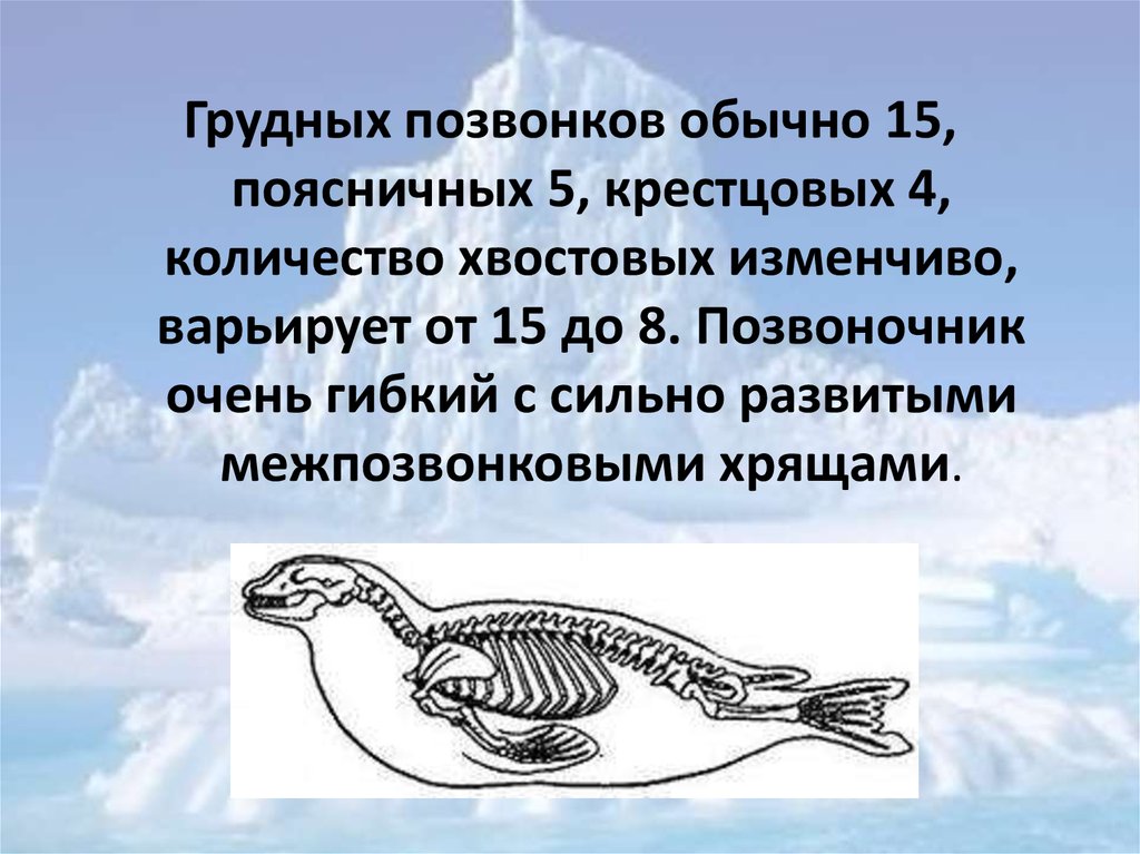 Используя рисунки в тексте параграфа выявите особенности строения и образа жизни ластоногих