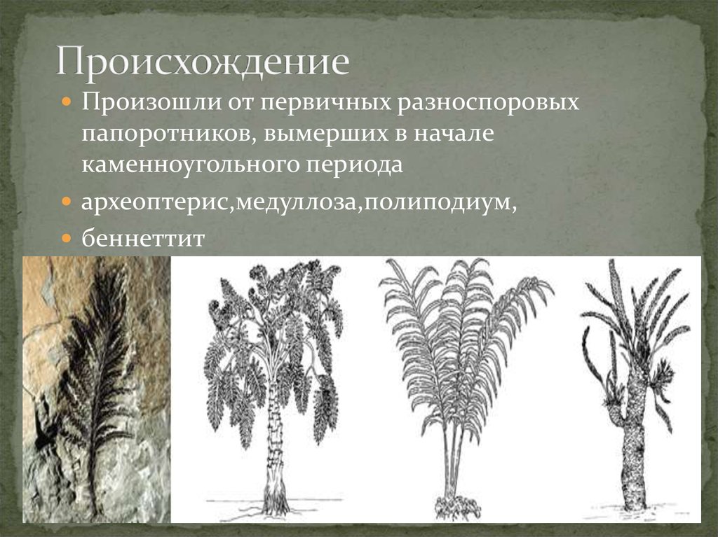 Значение древних папоротниковидных в природе