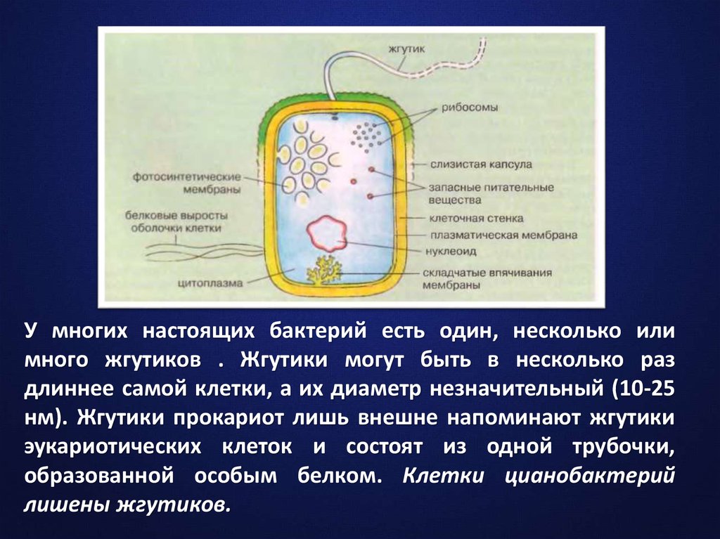 Оболочка клетки прокариот. Жгутики у прокариотических клеток. Строение и процессы жизнедеятельности прокариотической клетки. Строение клетки прокариот бактерии. Структура прокариотической клетки.