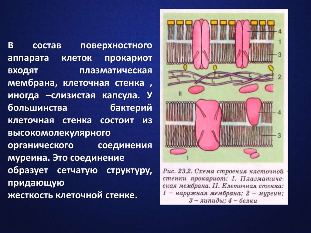 Открытие клетки. Плазматическая мембрана и клеточная стенка. Состав поверхностного аппарата клетки. Клеточная стенка из муреина у прокариот. Вещества входящие в состав клеточной стенки.