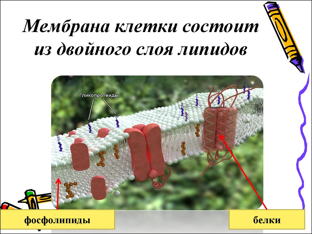 Клеточная мембрана клетки состоит из. Мембрана клетки состоит из. Мембрана клетки млмьоит из. Клеточная мембрана состоит. Клеточная мембрана состоит из двойного слоя.