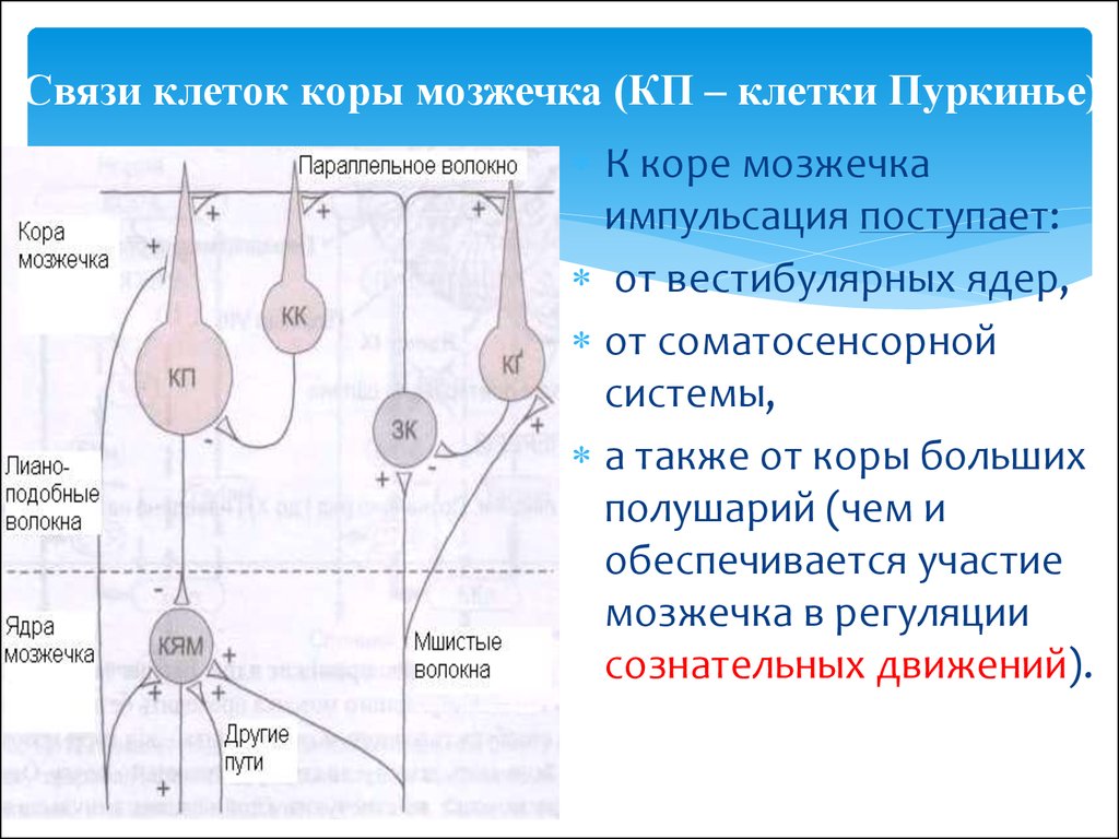 Связи клеток. Клетки Пуркинье в мозжечке функция. Клетки Пуркинье коры мозжечка. Функции коры мозжечка. Функции клеток коры мозжечка.