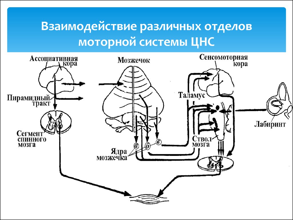 Схема межнейрональных связей в коре мозжечка функциональные взаимосвязи