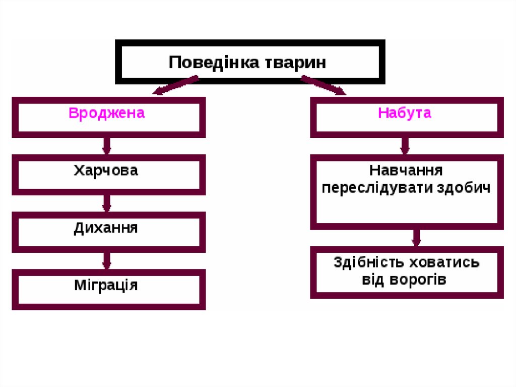 Проект поведінка тварин