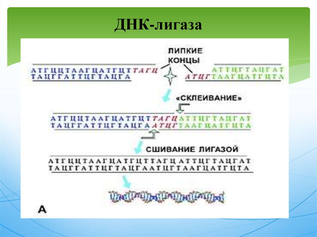 Днк 4. ДНК лигаза фага т4. ДНК лигаза функции. Лигаза фермент функции. Сшивание ДНК лигазой.