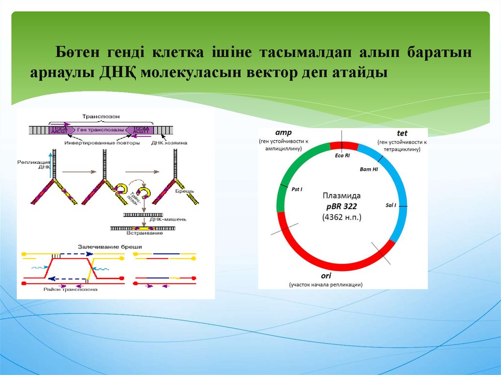 Рекомбинантты дезоксирибонуклеин қышқылы ұғымы презентация