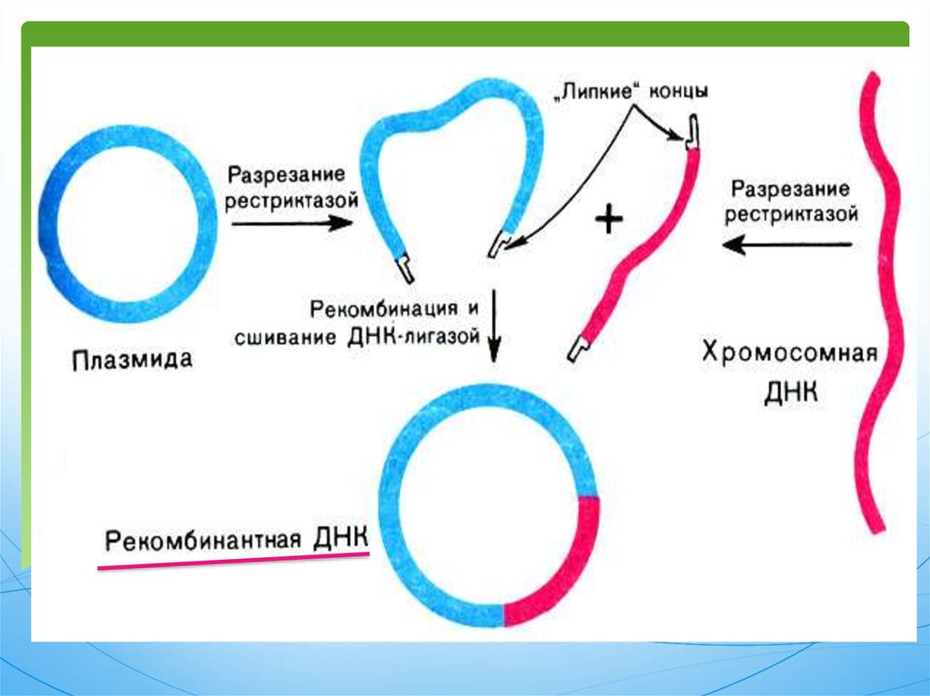 Гендік инженерия презентация