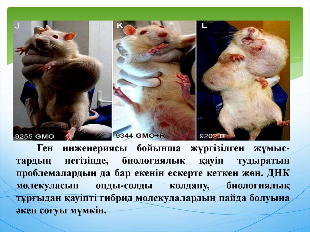 Ген инженериясы бойынша жүргізілген жұмыс-тардың негізінде, биологиялық қауіп тудыратын проблемалардың да бар екенін ескерте кеткен жөн. 