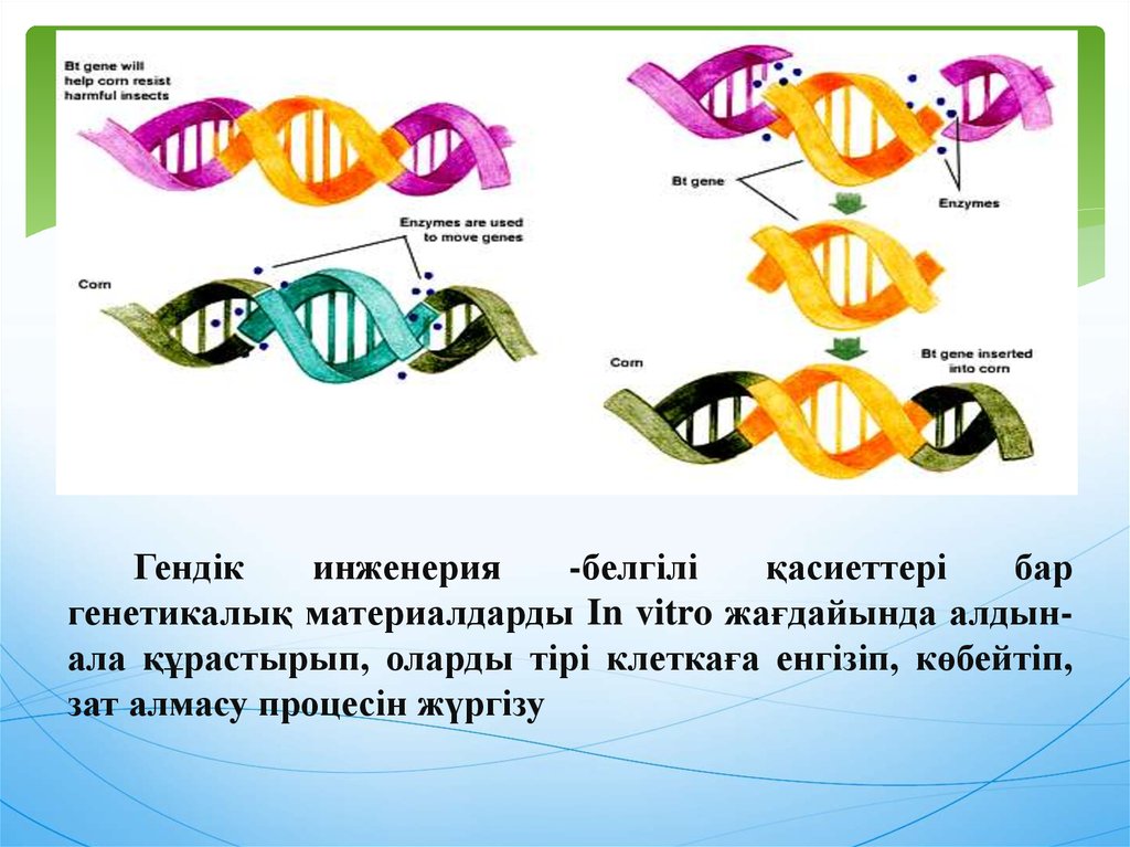 Гендік инженерия презентация