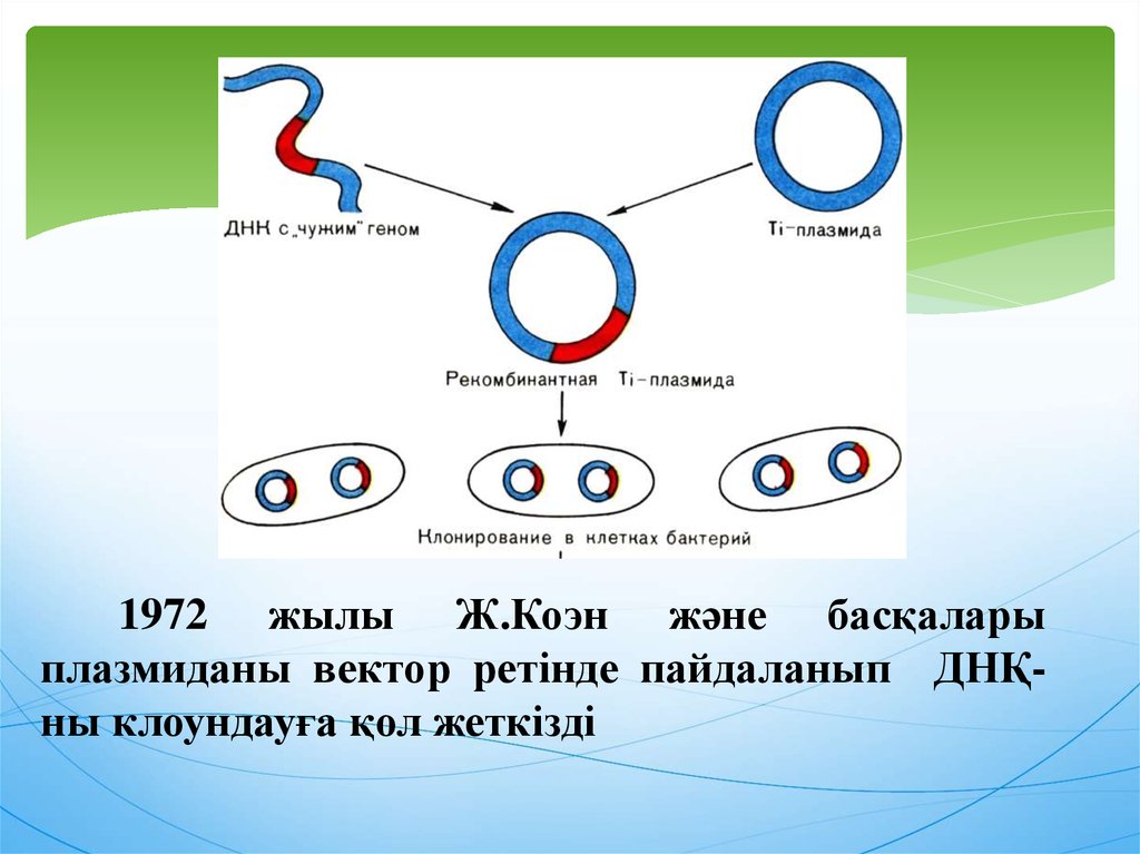 1972 жылы Ж.Коэн және басқалары плазмиданы вектор ретінде пайдаланып ДНҚ-ны клоундауға қол жеткізді