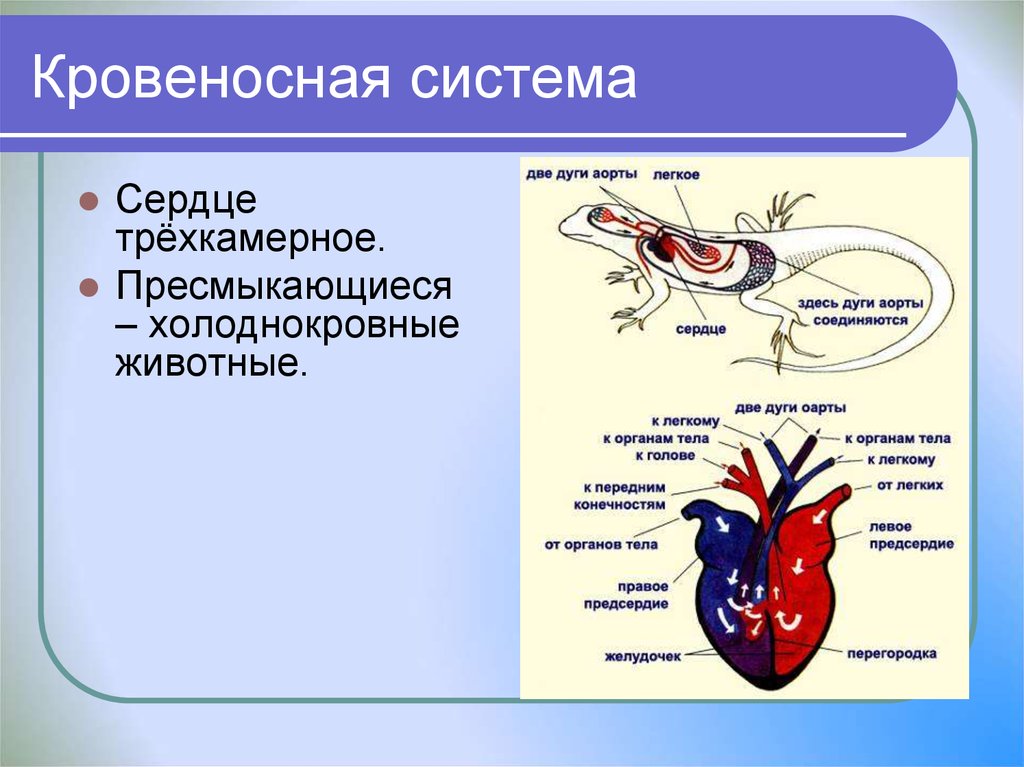 Строение кровеносной системы у пресмыкающихся. Трёхкамерное сердце и два круга кровообращения. Пресмыкающиеся кровеносная система 7 класс. Класс пресмыкающиеся строение кровеносной системы. Филогенез кровеносной системы пресмыкающихся.