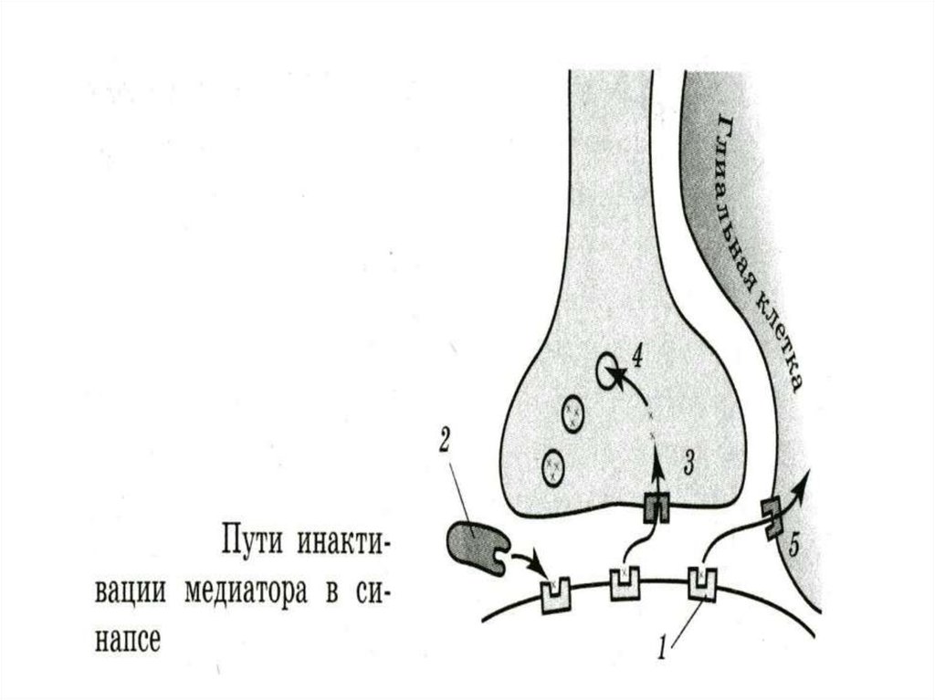 Химические и электрические синапсы