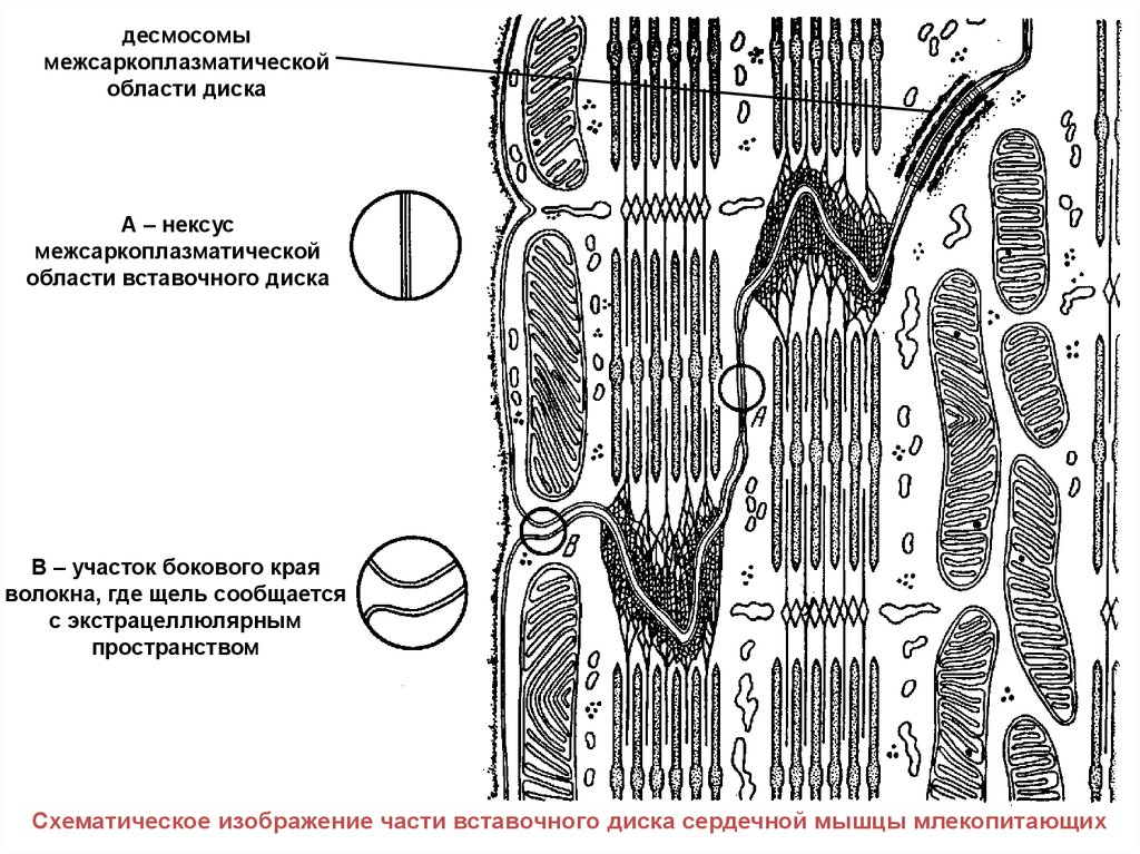 Схема вставочного диска между кардиомиоцитами - 82 фото