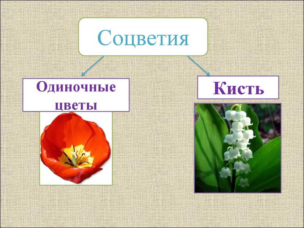 Растения семейства лилейные. Соцветия однодольных растений. Однодольные Лилейные строение цветка. Тип гинецея у лилейных. Соцветие лилейных.