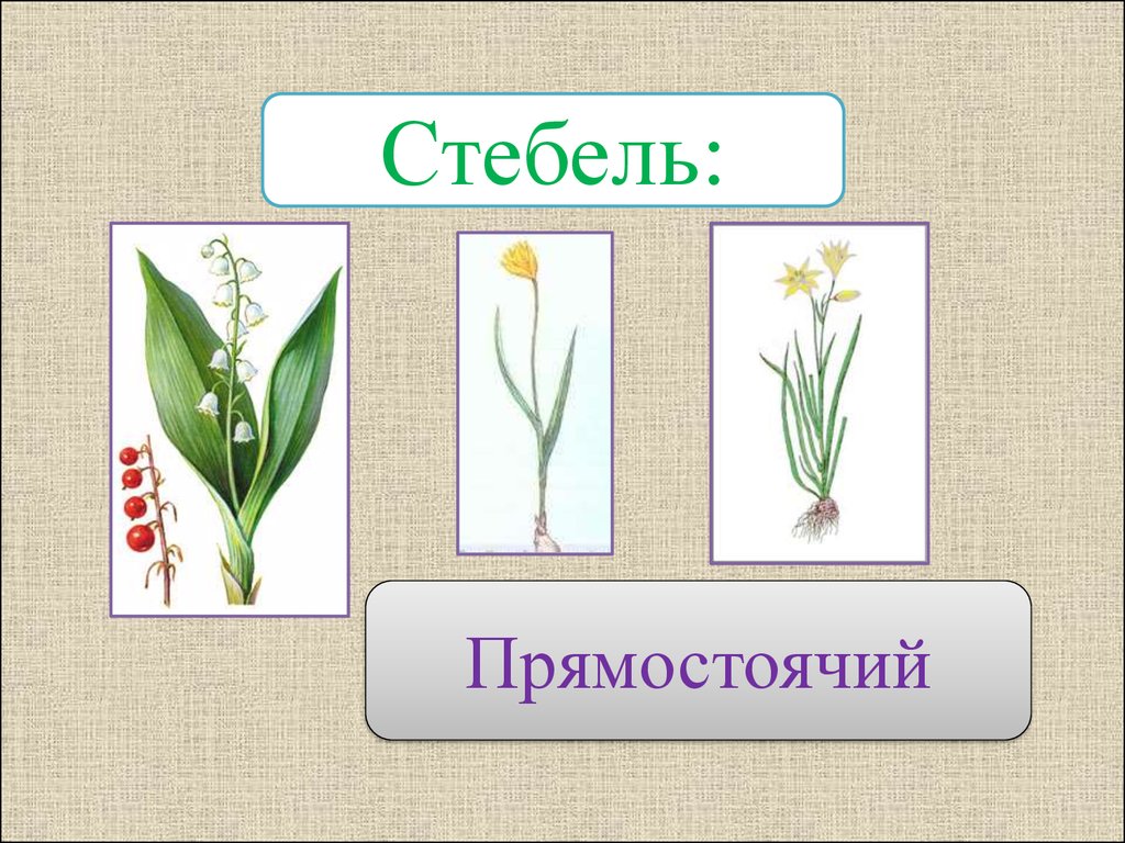 Однодольные растения семейство лилейные презентация