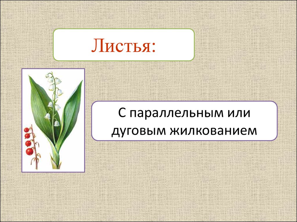 Семейство лилейные листья простые или сложные. Лилейные жилкование листьев. Семейство Лилейные жилкование листьев. Жилкование листа лилейных растений. Семейство Лилейные жилкование.